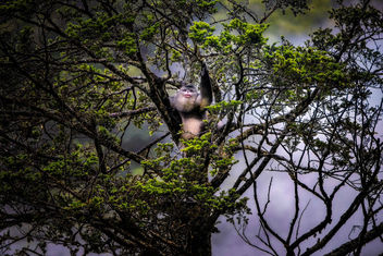 Black Snub-nosed Monkey - Free image #456113