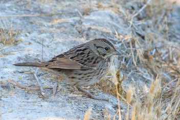 Lincoln's Sparrow - Free image #456193