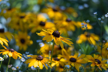 Rudbeckia ~ Huron River and Watershed - image gratuit #456603 