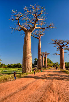 Allee des Baobabs - image gratuit #456633 