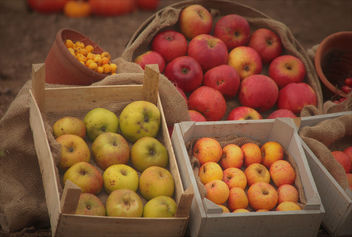 Fruits of the Season - image gratuit #456663 
