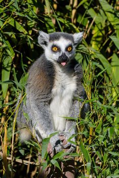 Lemur - Free image #456753