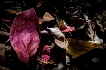 Deep Autumn - Free image #456803