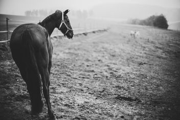 Horse with no name - Free image #456823
