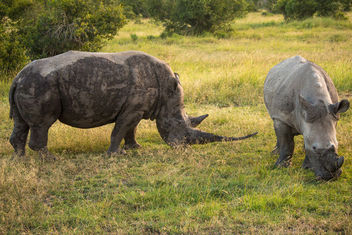 Southern White Rhinos, Ol Pejeta Conservancy, Kenya - Kostenloses image #456993