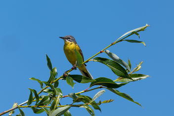 Yellow wagtail - image gratuit #457003 
