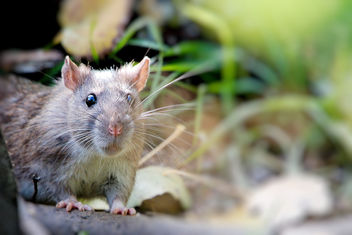 Wild Rat - image gratuit #457023 