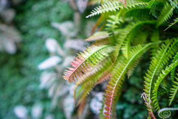 Bokeh Shot of Green Leaves in Focus - image #457033 gratis