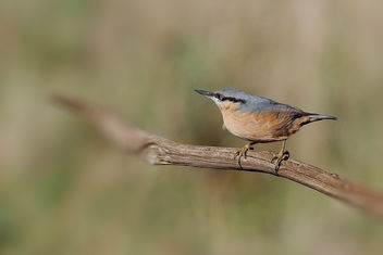 Nuthatch - Kostenloses image #457163