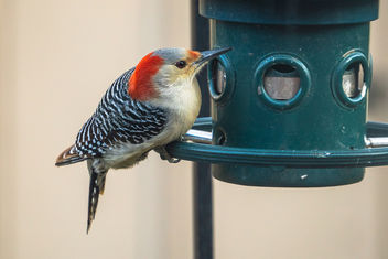 The Return of My Favorite Woodpecker... - image gratuit #457293 