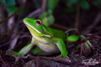 White-lipped tree frog - image #457303 gratis