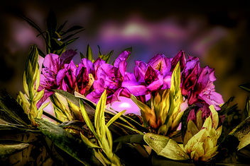 massif de rhododendrons - image gratuit #457503 