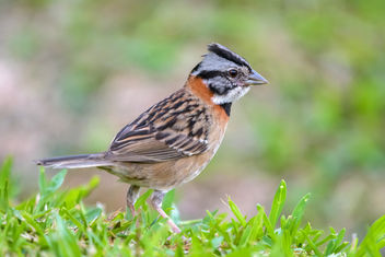 Rufous-collared Sparrow - image #457773 gratis