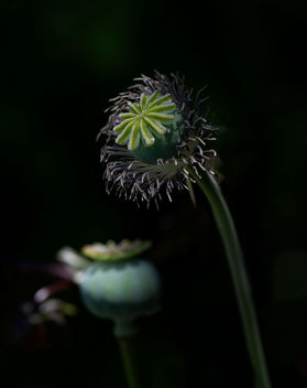 Opium Poppy - Kostenloses image #457863