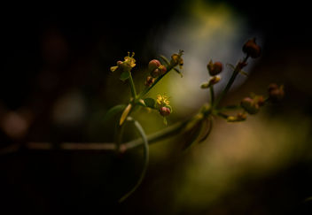 Euphorbia - Free image #457873