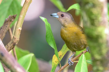 Scarlet-rumped Tanager (Passerini's) (female) - Kostenloses image #457933