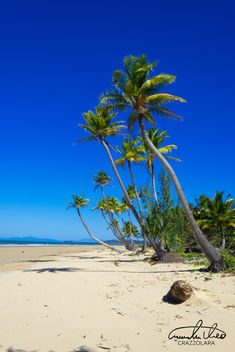 Mission Beach - Palm Trees - image gratuit #457983 