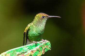 Coppery-headed Emerald Hummingbird - image #458003 gratis