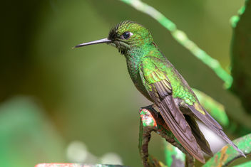 Green-crowned Brilliant Hummingbird - Free image #458033