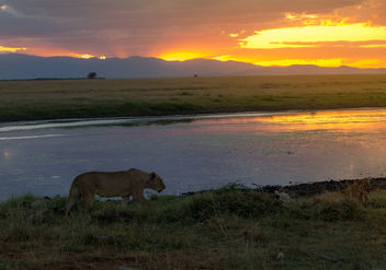 African Sunset, Amboseli National Park - image gratuit #458063 