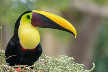 Yellow-throated Toucan - image gratuit #458133 
