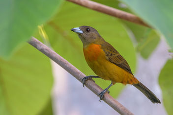 Scarlet-rumped Tanager (Cherrie's Tanager) (f) - image #458203 gratis