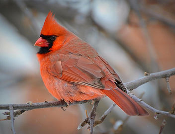 Where Have All The Cardinals Gone? - image gratuit #458213 