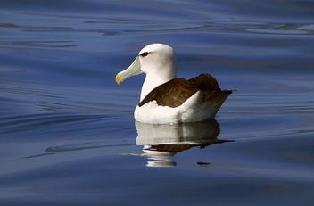 White-capped albatross (Thalassarche cauta steadi) - Free image #458223