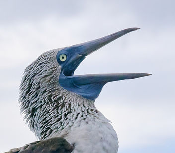 Blue-Footed Booby, Galapagos - бесплатный image #458283