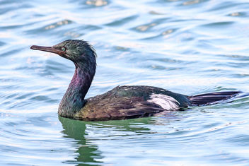 Pelagic Cormorant in breeding plumage - бесплатный image #458393