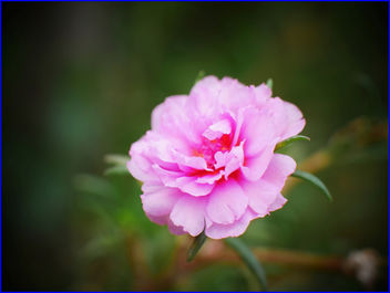 pink moss rose purslane flower - Free image #458703