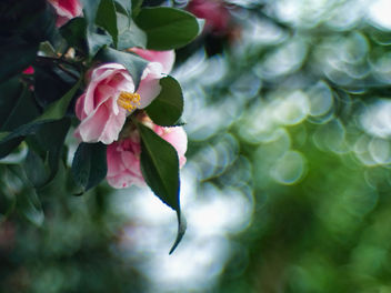 Camellia - image gratuit #458753 