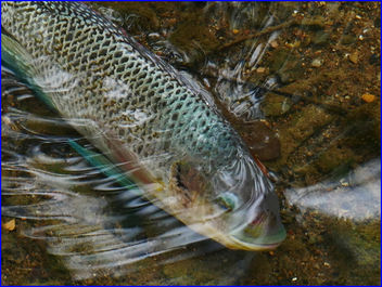 28Jan2019 - fish in shallow river, maybe due to hot weather - бесплатный image #458783