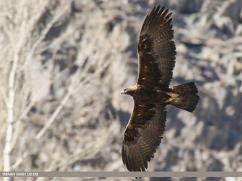 Golden Eagle (Aquila chrysaetos) - image gratuit #458973 