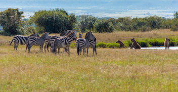Spotted Hyena vs Grant's Zebra, Maasai Mara - image #459013 gratis