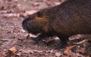 The day I met a nutria - Free image #459023