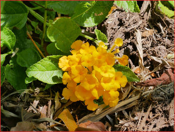 17Feb2019 - small orange flowers found on the ground - Free image #459243