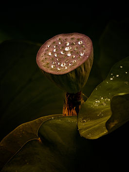 Pod and Water Drops - Free image #459513