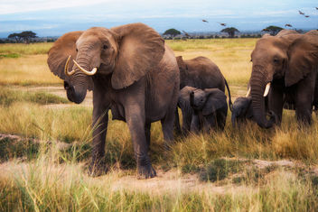 African Bush Elephants, Amboseli National Park - бесплатный image #459543