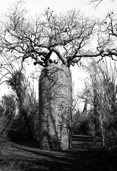 Baobab - image gratuit #459733 