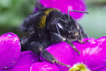 the Queen of bumblebees - image gratuit #460033 