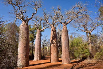 Baobabs at Ifaty - image gratuit #460053 