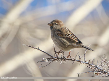 Spanish Sparrow (Passer hispaniolensis) - image gratuit #460113 