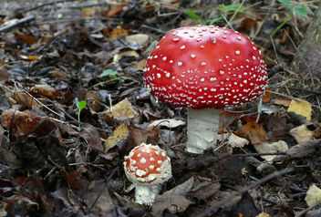 Fly agaric - image gratuit #460163 