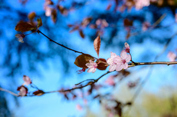 Spring Colors - image gratuit #460213 