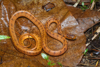 Pareas hamptoni, Hampton's slug snake (subadult) - Phu Suan Sai National Park - бесплатный image #460223