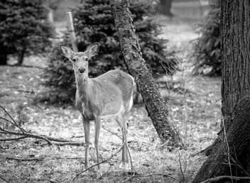 Bambi VI - бесплатный image #460453