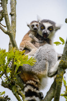 Lemur - Free image #460553