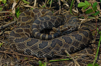 Prairie Massasauga Rattlesnake (Sistrurus tergeminus tergeminus) - бесплатный image #460793
