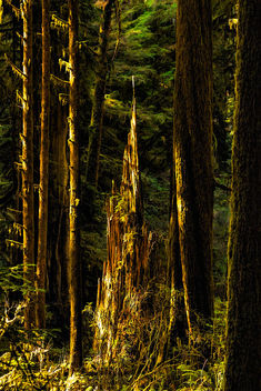 Remnant of a Redwood - image gratuit #460803 